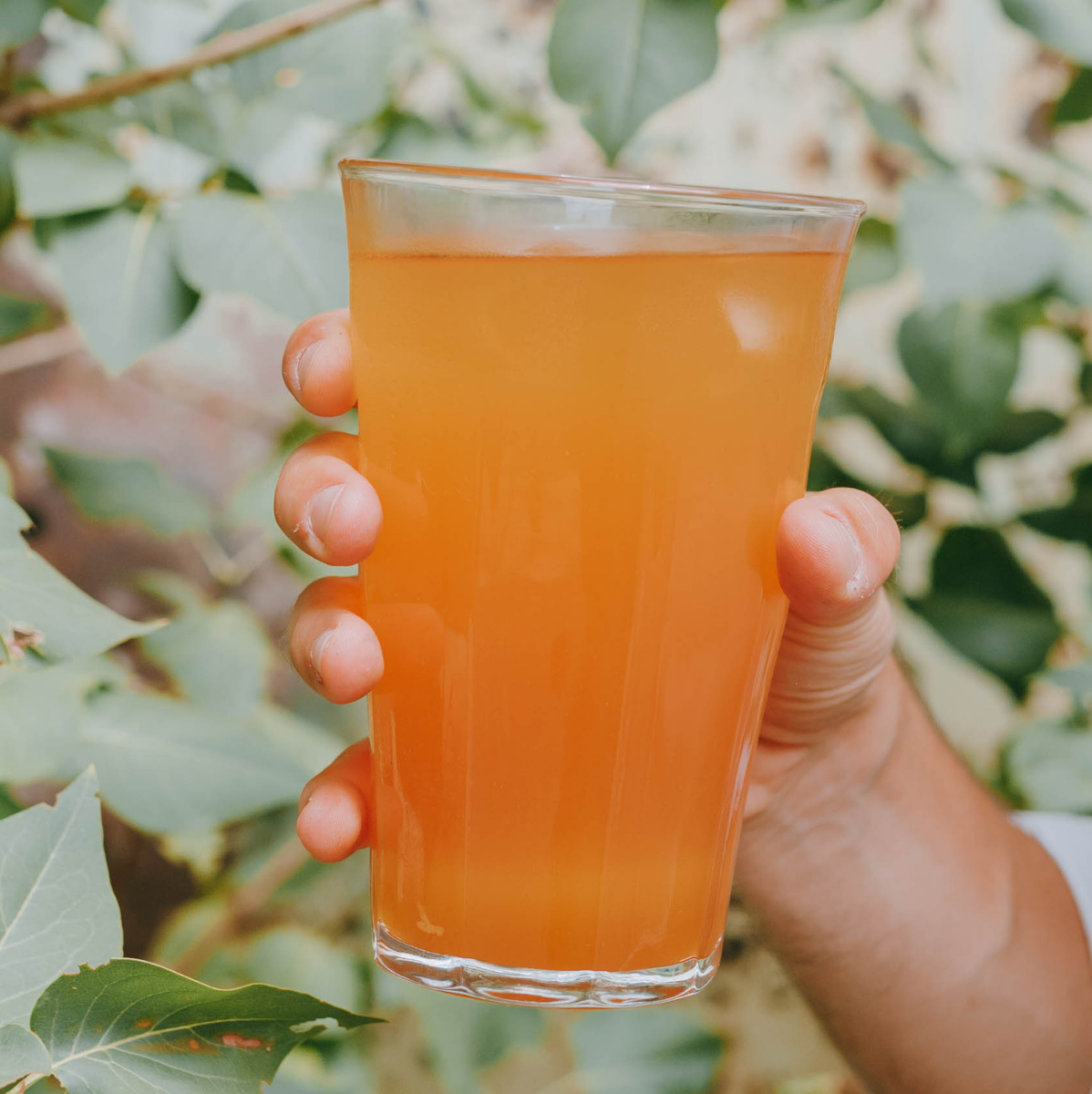 Passion fruit and citrus iced tea with spices